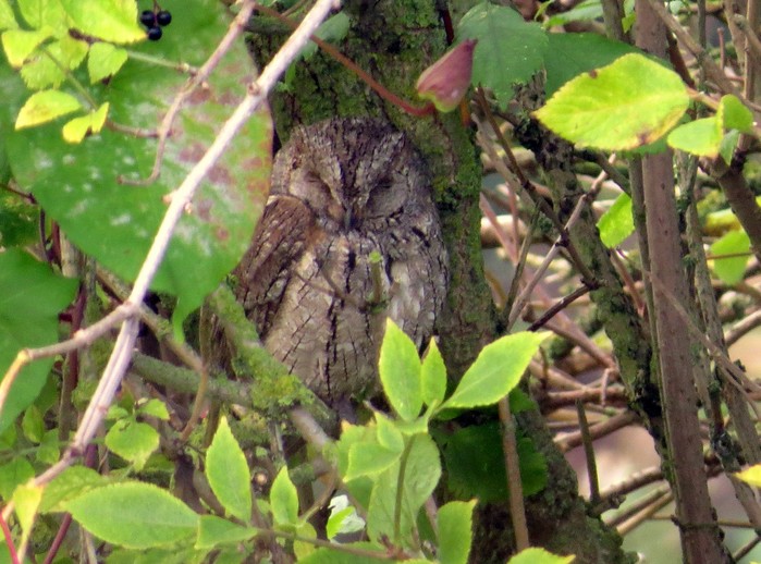 Scops Owl