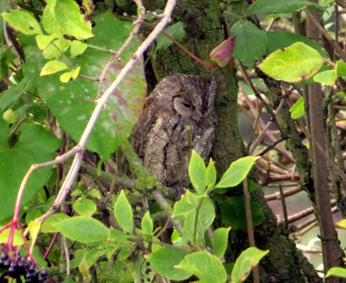 Scops Owl