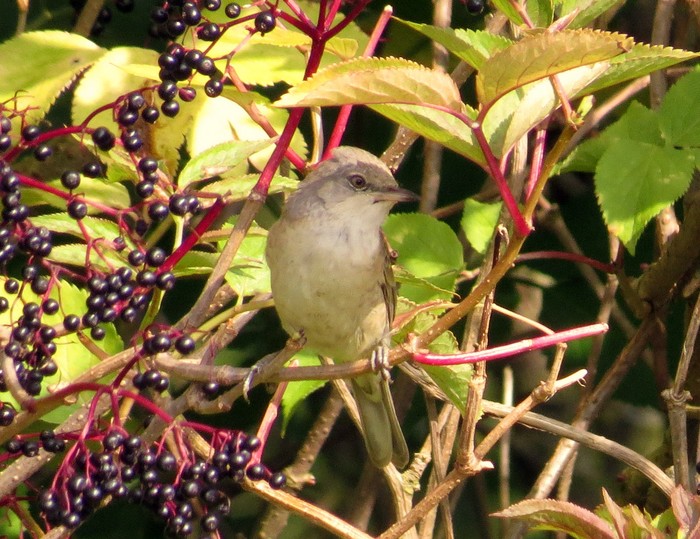 Barred Warbler
