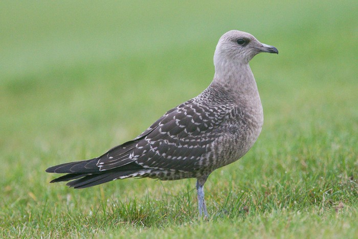 Long-tailed Skua