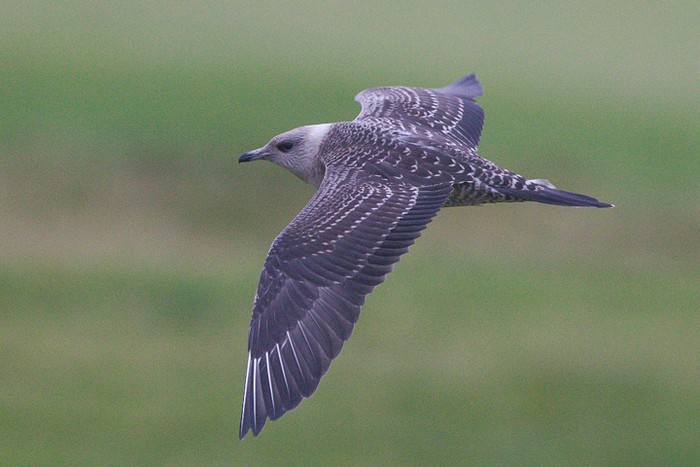 Long-tailed Skua
