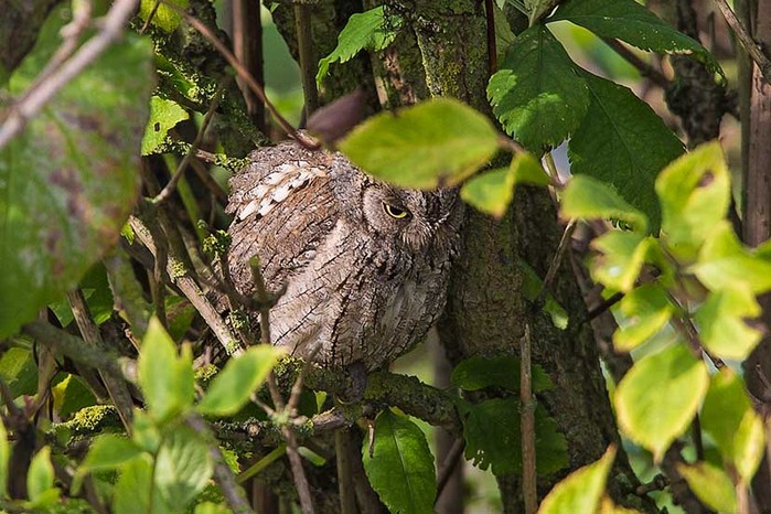 Scops Owl