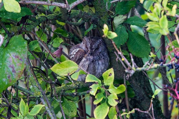 Scops Owl