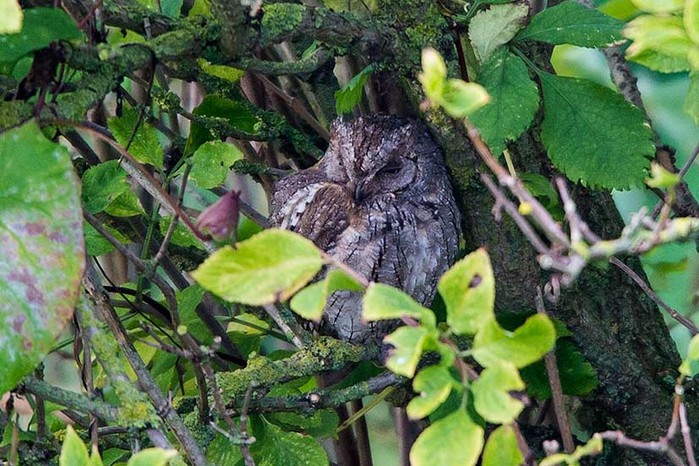 Scops Owl