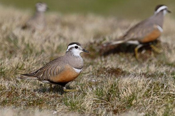 Dotterel