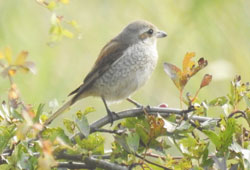 Red-backed Shrike