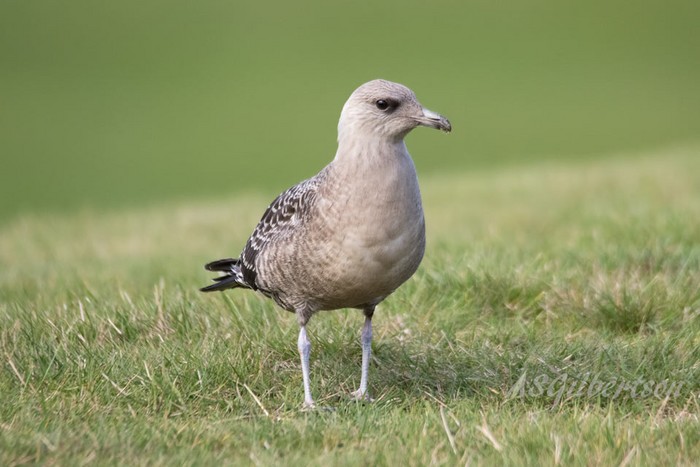 Long-tailed Skua