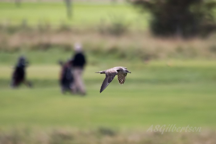 Long-tailed Skua