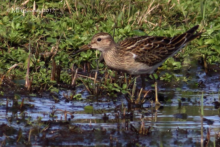 Pectoral Sandpiper
