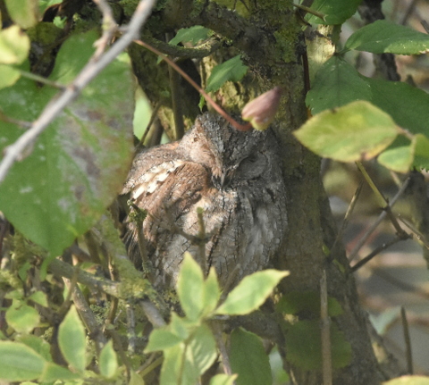 Scops Owl