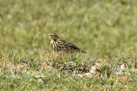 Red-throated Pipit