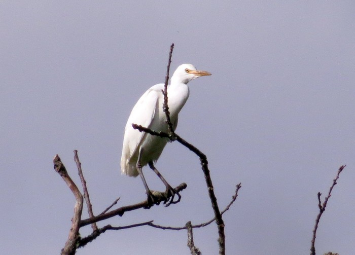 Cattle Egret