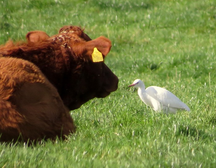 Cattle Egret