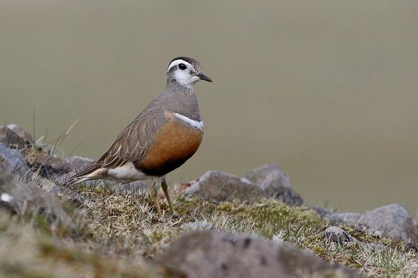 Dotterel
