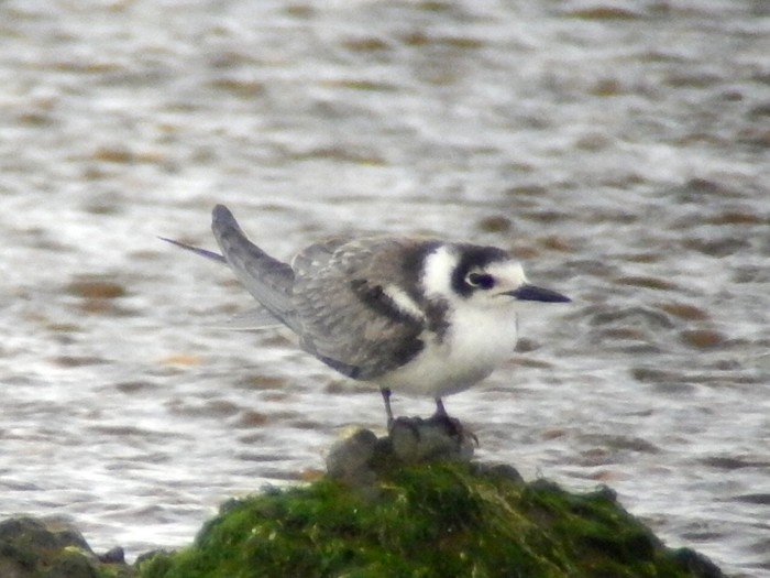 Black Tern