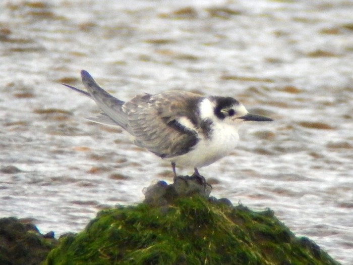 Black Tern