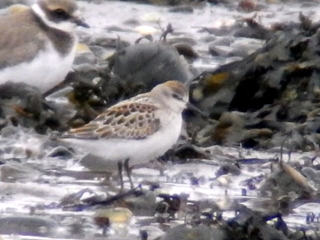 Little Stint