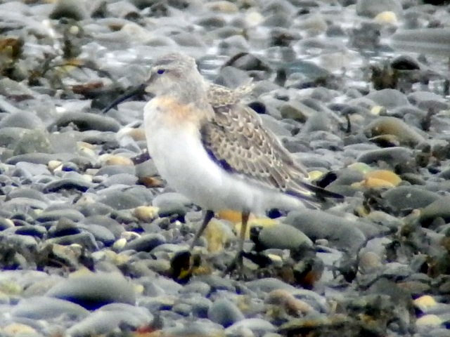 Curlew Sandpiper