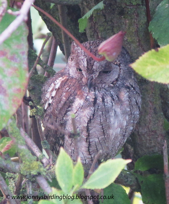 Scops Owl