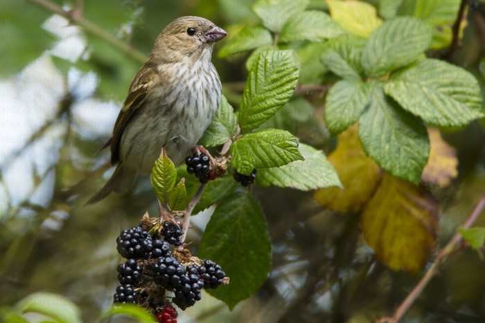 Common Rosefinch