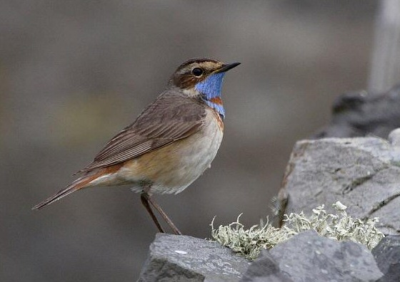 Bluethroat
