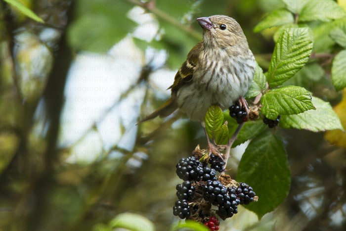 Common Rosefinch