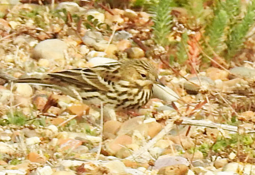 Red-throated Pipit