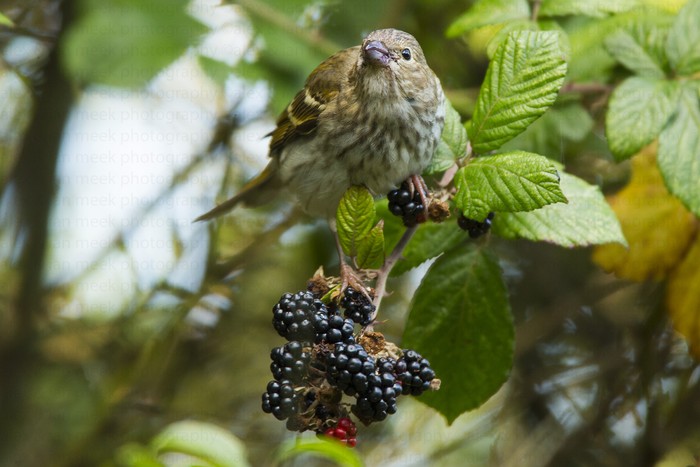 Common Rosefinch
