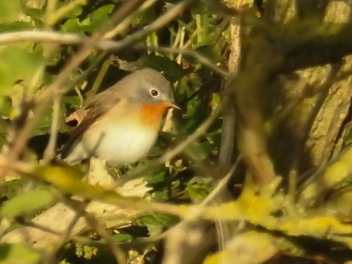 Red-breasted Flycatcher