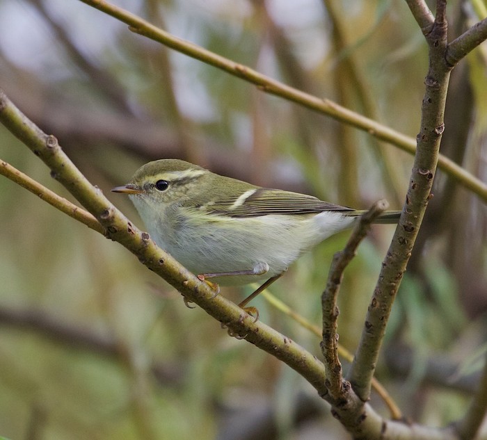 Yellow-browed Warbler
