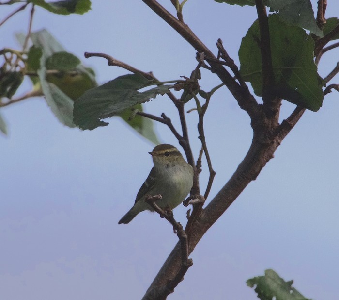 Yellow-browed Warbler