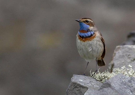 Bluethroat