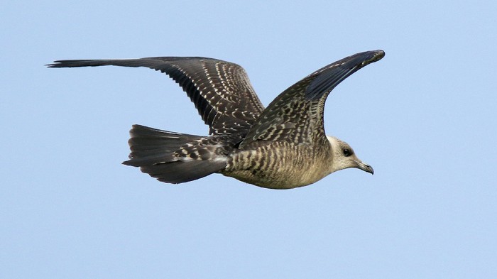 Long-tailed Skua