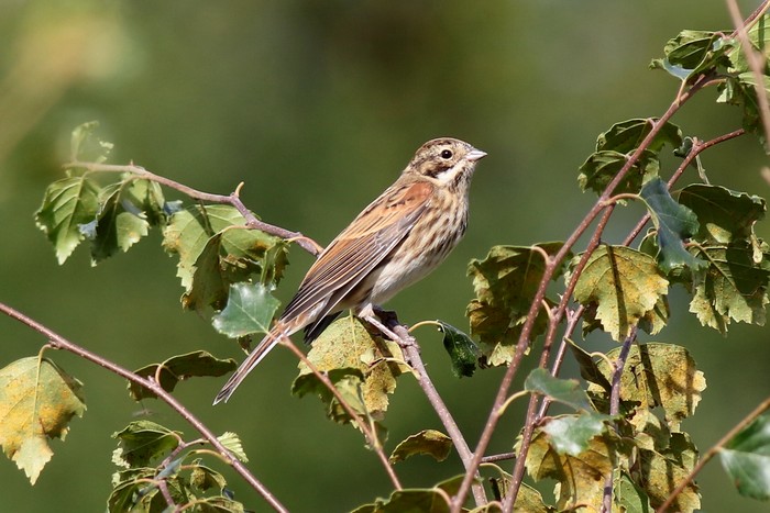 Reed Bunting