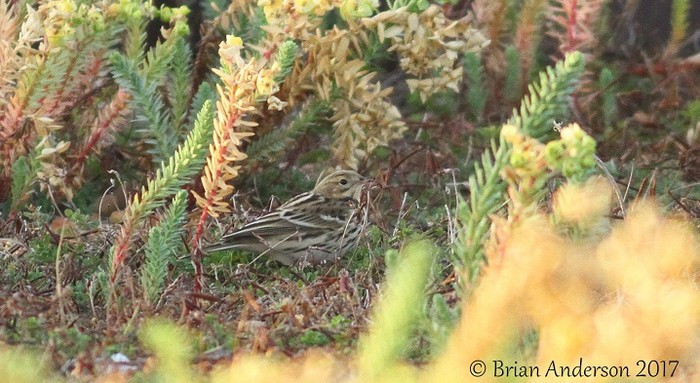 Red-throated Pipit