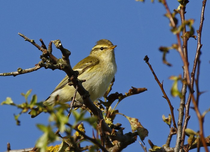 Yellow-browed Warbler