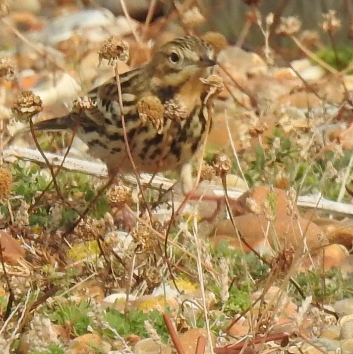 Red-throated Pipit