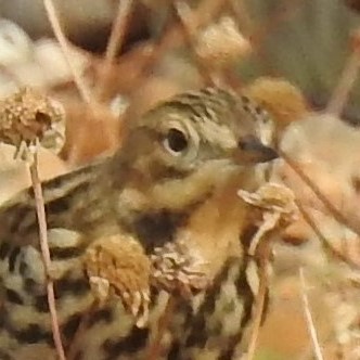 Red-throated Pipit