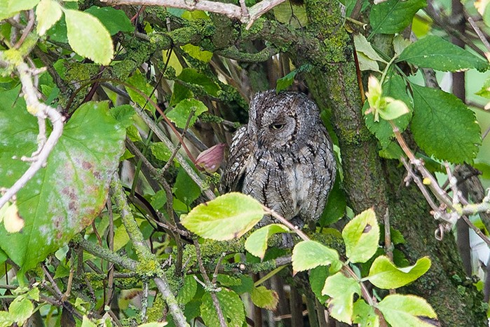 Scops Owl