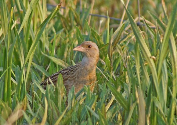 Corncrake