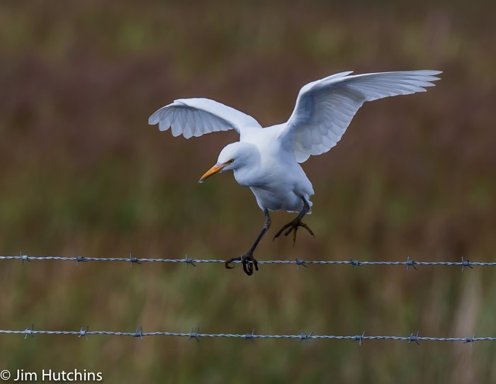 Cattle Egret