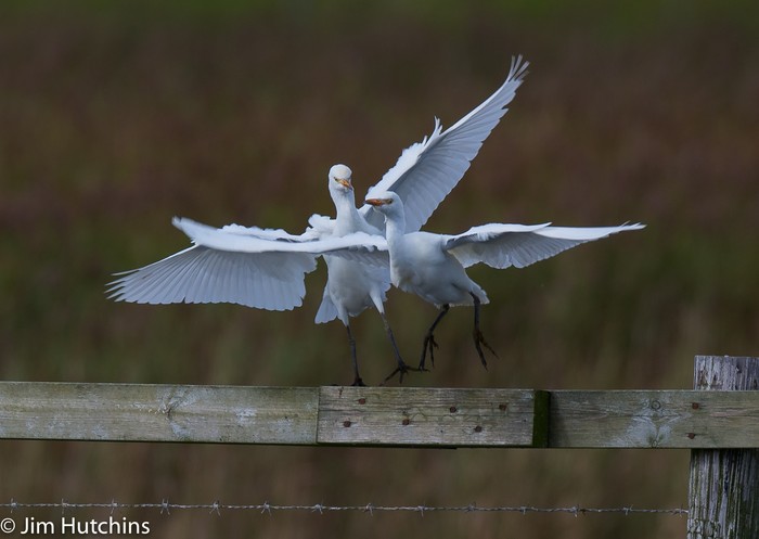 Cattle Egret