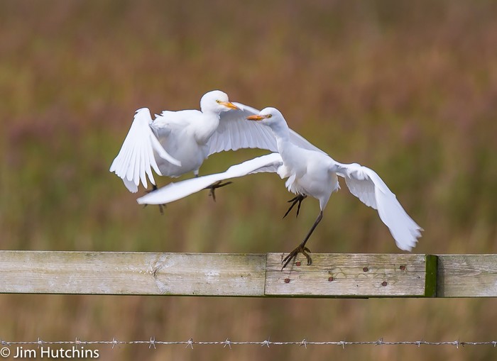 Cattle Egret