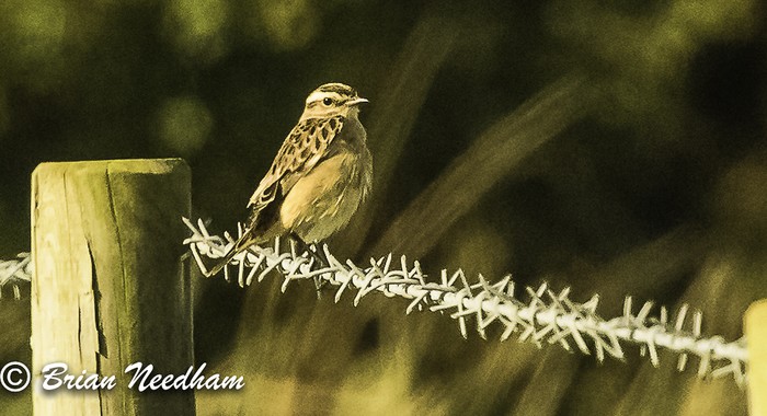 Whinchat