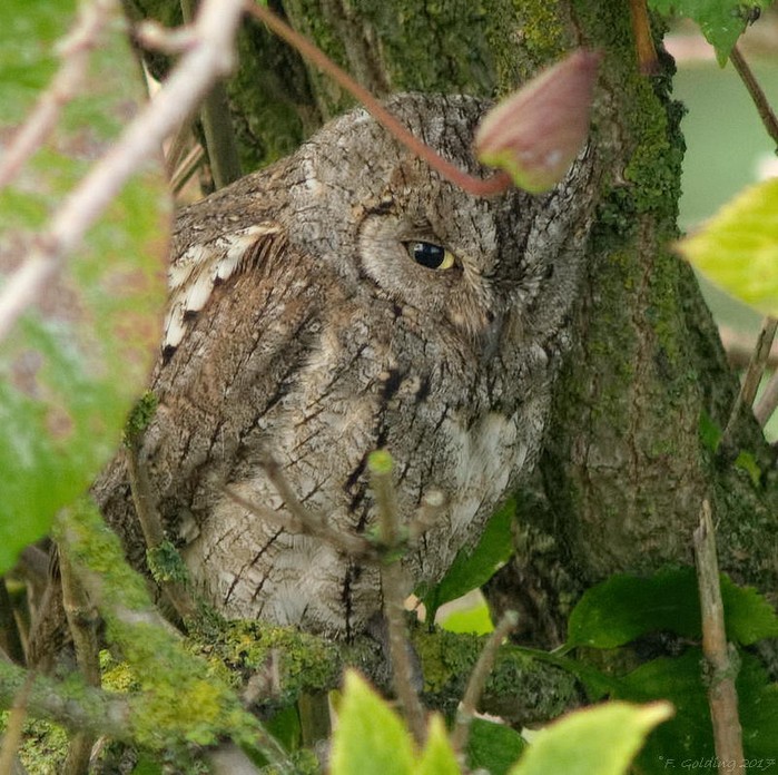 Scops Owl