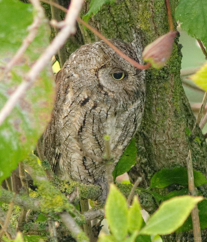 Scops Owl