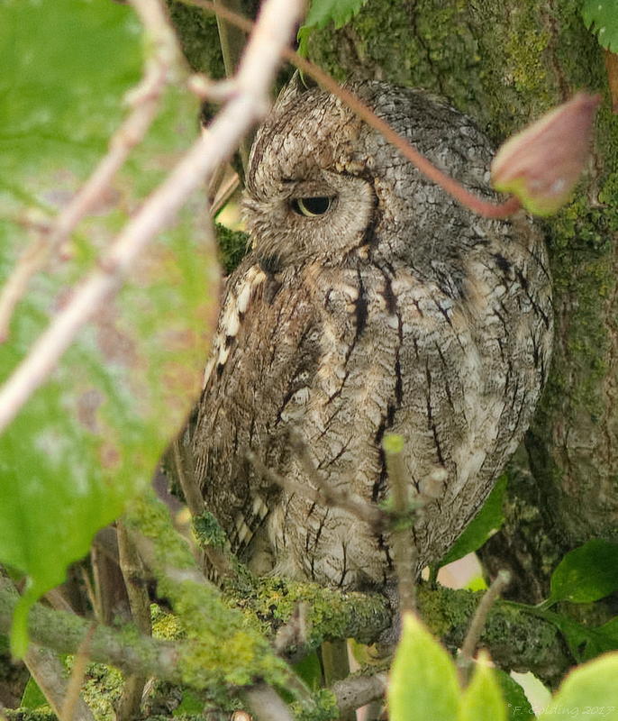 Scops Owl