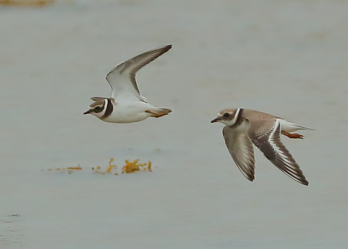 Ringed plover