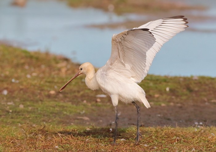 Spoonbill