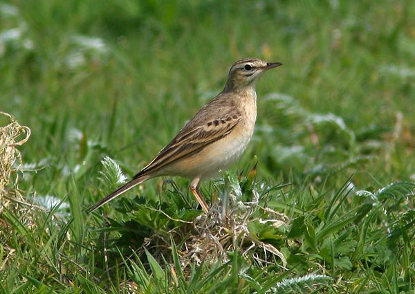 Tawny Pipit